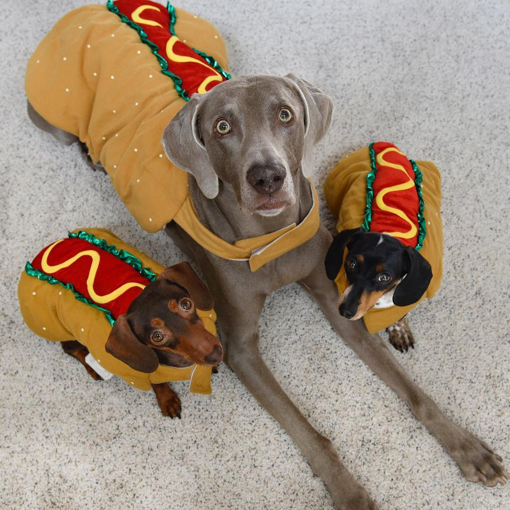 11 TIMES DRESSING UP YOUR DOG WAS WAY TOO MUCH FUN